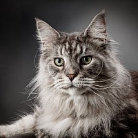 Maine Coon black silver