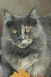 Femelle Maine Coon bleue tortie