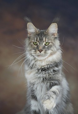 Maine Coon bleue silver tortie tabby