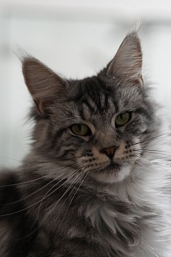 Femelle Maine Coon black silver blotched tabby