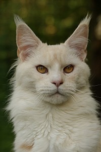 Maine Coon red silver shaded