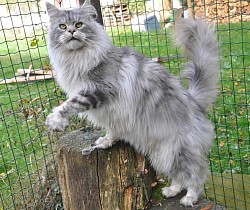 male Maine Coon