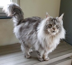 Grand Maine Coon