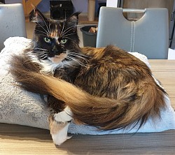 Vieux Maine Coon