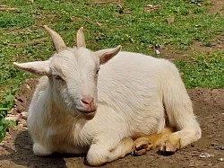 Chèvre blanche