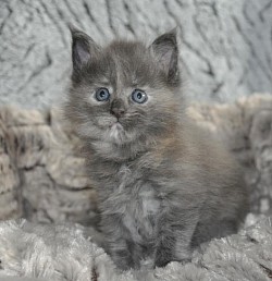bébé maine coon