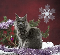 Femelle Maine Coon bleue