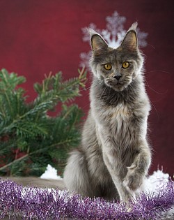 Magnifique Maine Coon