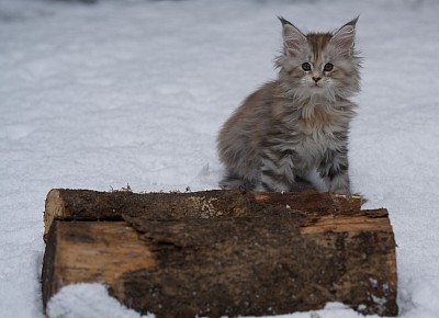 Maine Coon nouveau type