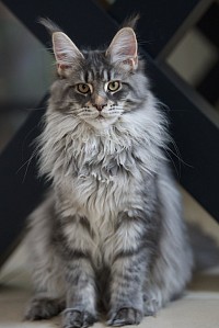 Chaton Maine COon