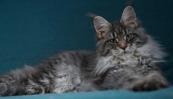 Maine Coon bleu silver