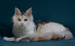 Maine Coon avec beaucoup de blanc