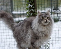 Maine Coon black silver blotched tabby