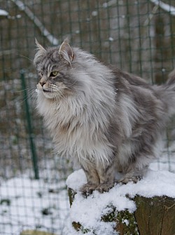 beau Maine Coon