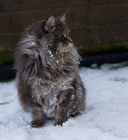 Maine Coon mâle