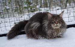 Maine Coon bleu tabby