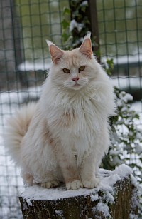 Maine Coon red smoke