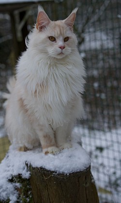 Maine Coon hight smoke