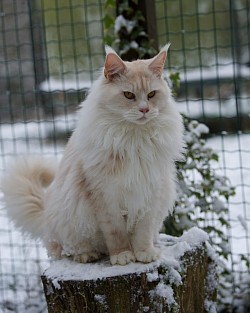 Maine Coon Red smoke