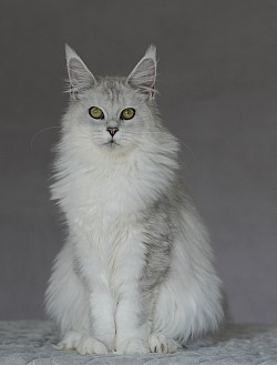 Maine Coon black silver chinchilla