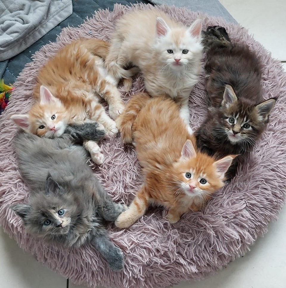 Portée de chat