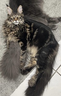 Maine Coon tigré