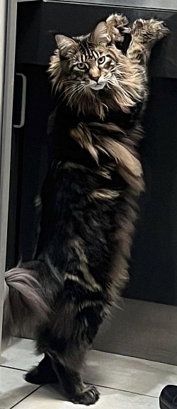 Chat tigré