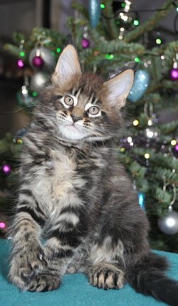 chaton de Noel