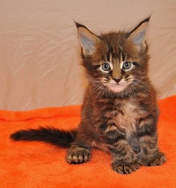Chat d’Halloween