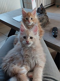 Maine Coon Shaded