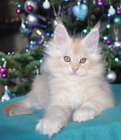 Maine Coon pale