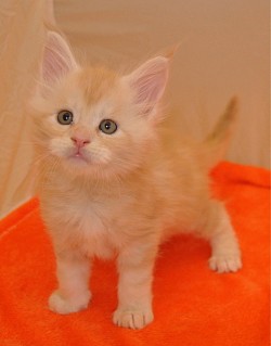 Maine Coon red silver