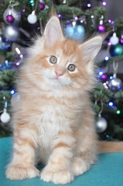 Chaton Noël