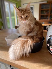 Maine Coon roux