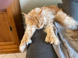 Polydactyle moufle