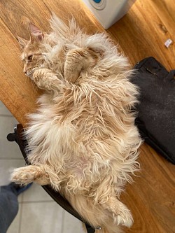 Maine Coon polydactyle