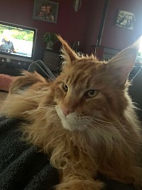 Maine coon roux