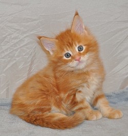 petit maine coon roux