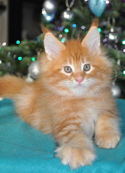 Maine coon sapin de Noël