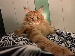 Maine coon red