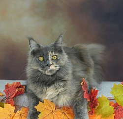 Maine Coon photos
