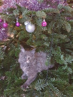 Chat dans sapin de noel