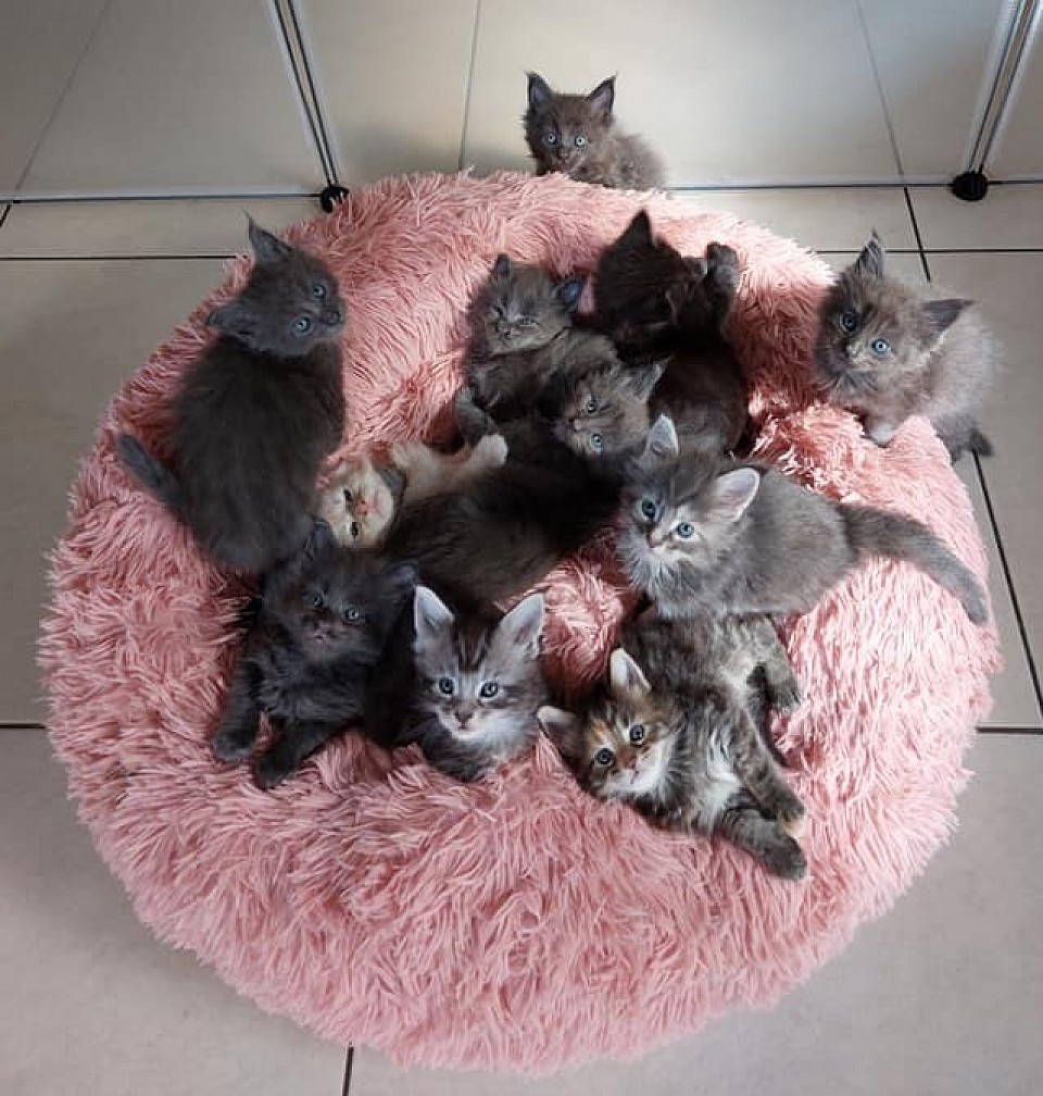 Pleins de chatons Maine Coon