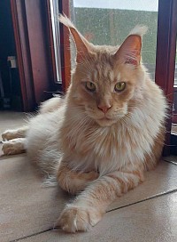 Enorme Maine Coon