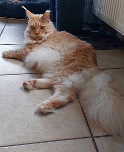maine coon geant