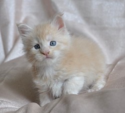 Maine coon hight silver