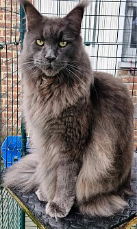 Grand male bleu