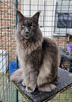 Maine Coon bleu solide