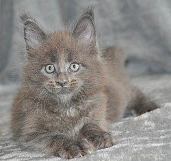 chaton bleu