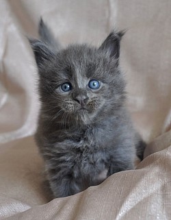 Maine Coon 1 mois